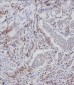 Phospho-CDC25A(S124) Antibody